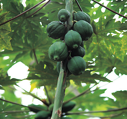 포토 JPG 주간 나무 식물 열매 음식 로우앵글 컬러 다수 잎 매달리기 사람없음 야외 아웃포커스 초록색 농작물 여러개 신선 국내포토 자연요소 뷰포인트 농업 모션 촬영기법 파일형식