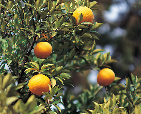 포토 JPG 주간 나무 식물 열매 음식 컬러 다수 과일 한국 매달리기 사람없음 야외 아웃포커스 초록색 농작물 제주도 주황색 여러개 과일나무 특산물 한라봉 국내포토 자연요소 아시아 농업 모션 촬영기법 파일형식