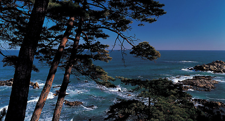 포토 JPG 주간 나무 식물 파도 바다 컬러 자연현상 자연 하늘 한국 풍경 해변 사람없음 야외 돌_바위 바위 소나무 급류 국내포토 자연요소 아시아 생태계 파일형식