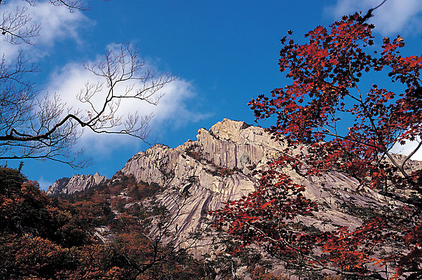 포토 JPG 주간 나무 식물 구름 계절 로우앵글 컬러 단풍 자연 하늘 단풍나무 산 한국 파노라마 풍경 사람없음 야외 관광지 가을 돌_바위 바위 돌산 산기슭 금강산 국내포토 자연요소 아시아 뷰포인트 여행 잎 촬영기법 생태계 파일형식