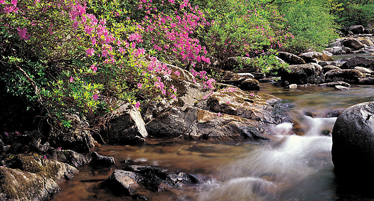 포토 JPG 주간 식물 꽃 분홍색 컬러 자연 산 한국 풍경 사람없음 야외 물 관광지 골짜기 계곡 흐름 돌_바위 바위 전라북도 전라도 철쭉 산기슭 남원 지리산 국내포토 자연요소 아시아 여행 컨셉 생태계 산청 파일형식
