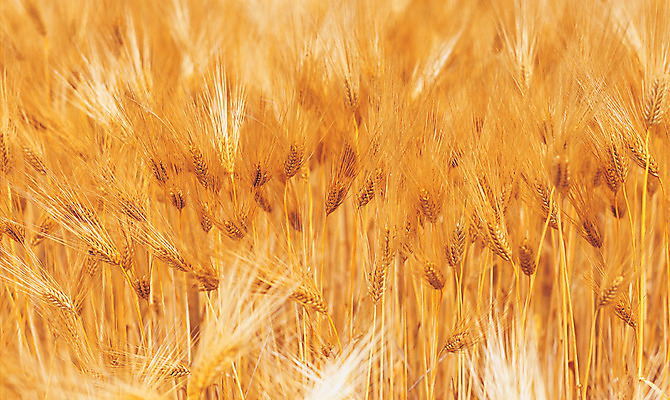 포토 JPG 주간 식물 컬러 밭 자연 곡류 풍경 사람없음 야외 아웃포커스 갈색 노란색 풀 보리 보리밭 국내포토 자연요소 농업 촬영기법 생태계 파일형식