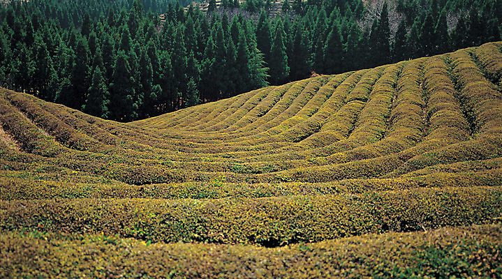 포토 JPG 주간 나무 식물 컬러 밭 자연 풍경 사람없음 야외 초록색 차 숲 도랑 차밭 국내포토 자연요소 음료 농업 생태계 파일형식