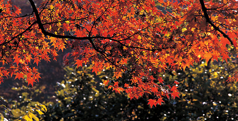 포토 JPG 주간 나무 계절 컬러 단풍 자연 단풍나무 풍경 사람없음 야외 아웃포커스 빨간색 주황색 가을 나뭇가지 국내포토 자연요소 식물 잎 촬영기법 생태계 파일형식
