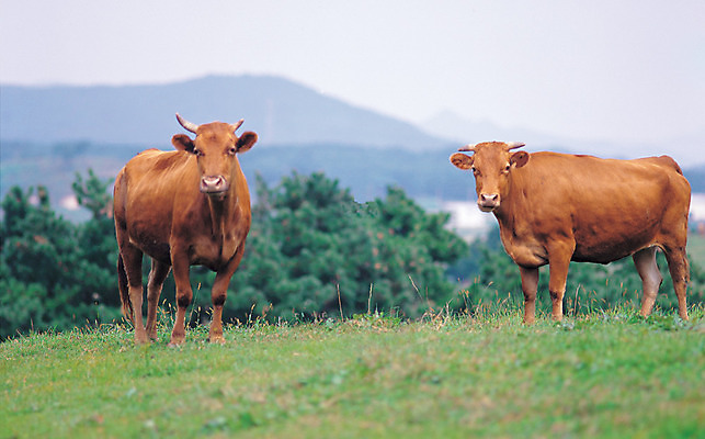 포토 JPG 주간 나무 식물 동물 척추동물 컬러 두마리 자연 초식동물 풍경 잔디 초원 사람없음 야외 아웃포커스 초록색 갈색 풀 소 먹이 먹기 언덕 국내포토 자연요소 2 포유류 모션 촬영기법 생태계 파일형식