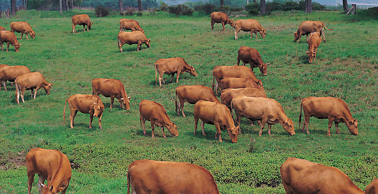 포토 JPG 주간 나무 식물 동물 척추동물 컬러 여러마리 자연 초식동물 풍경 잔디 초원 사람없음 야외 아웃포커스 초록색 갈색 풀 소 국내포토 자연요소 다수 포유류 촬영기법 생태계 파일형식