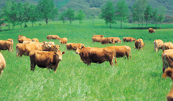 포토 JPG 주간 나무 식물 동물 척추동물 컬러 여러마리 자연 초식동물 풍경 잔디 초원 사람없음 야외 아웃포커스 초록색 갈색 풀 소 국내포토 자연요소 다수 포유류 촬영기법 생태계 파일형식