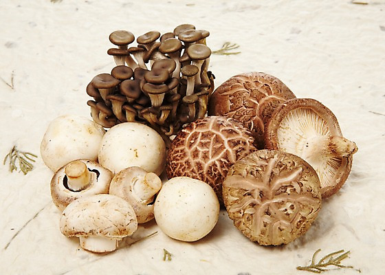 포토 JPG 스튜디오촬영 음식 다수 식재료 실내 사람없음 농작물 여러개 버섯 다양 식용버섯 양송이 표고버섯 느타리버섯 국내포토 농업 내부 파일형식