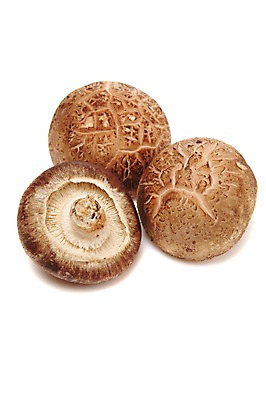 포토 JPG 스튜디오촬영 음식 식재료 실내 누끼 사람없음 농작물 버섯 세개 식용버섯 표고버섯 국내포토 농업 3 내부 파일형식