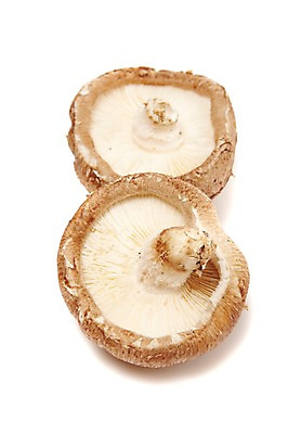 포토 JPG 스튜디오촬영 음식 식재료 실내 누끼 사람없음 농작물 버섯 식용버섯 표고버섯 국내포토 농업 내부 파일형식