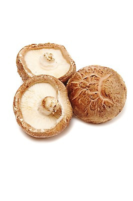 포토 JPG 스튜디오촬영 음식 식재료 실내 누끼 사람없음 농작물 버섯 세개 식용버섯 표고버섯 국내포토 농업 3 내부 파일형식