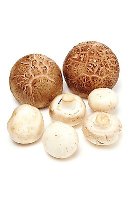 포토 JPG 스튜디오촬영 음식 다수 식재료 실내 누끼 사람없음 농작물 여러개 버섯 식용버섯 양송이 표고버섯 국내포토 농업 내부 파일형식