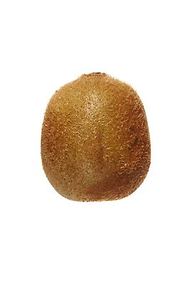 포토 JPG 스튜디오촬영 열매 음식 과일 실내 키위 누끼 사람없음 농작물 한개 갈색 국내포토 식물 1 컬러 농업 내부 파일형식