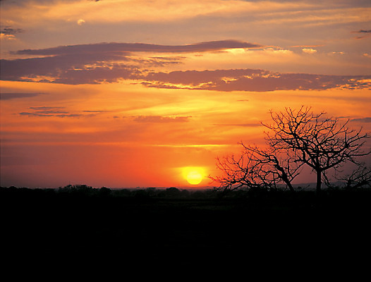 포토 JPG 주간 나무 식물 구름 컬러 자연 하늘 풍경 사람없음 야외 일출 노을 주황색 일몰 나뭇가지 국내포토 자연요소 생태계 파일형식