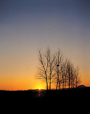 포토 JPG 주간 나무 식물 컬러 자연 하늘 풍경 사람없음 야외 일출 노을 일몰 나뭇가지 둥지 국내포토 자연요소 생태계 파일형식