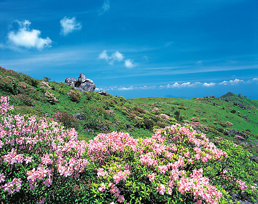포토 JPG 주간 식물 구름 계절 꽃 분홍색 컬러 자연 하늘 산 한국 풍경 사람없음 야외 관광지 봄 돌_바위 바위 정상 경상북도 경상도 철쭉 소백산 영주 국내포토 자연요소 아시아 여행 생태계 단양 파일형식