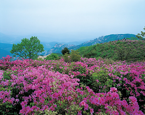 포토 JPG 주간 나무 식물 꽃 분홍색 컬러 꽃밭 자연 하늘 산 한국 풍경 야외 정상 경상도 경상남도 철쭉 합천 국내포토 자연요소 아시아 생태계 파일형식