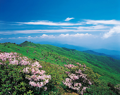 포토 JPG 주간 식물 구름 계절 꽃 분홍색 컬러 자연 하늘 산 한국 풍경 사람없음 야외 봄 돌_바위 바위 정상 경상북도 경상도 철쭉 소백산 영주 국내포토 자연요소 아시아 생태계 단양 파일형식