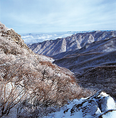 포토 JPG 주간 식물 구름 계절 아시아 컬러 겨울 자연 하늘 산 한국 풍경 사람없음 야외 눈 정상 경상북도 경상도 소백산 영주 국내포토 자연요소 나라 날씨 생태계 단양 파일형식