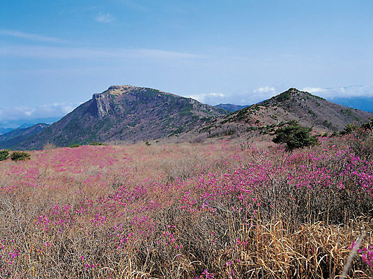 포토 JPG 구름 꽃 분홍색 컬러 자연 하늘 산 한국 풍경 사람없음 야외 경상북도 경상도 청도 언덕 비슬산 국내포토 자연요소 식물 아시아 생태계 파일형식