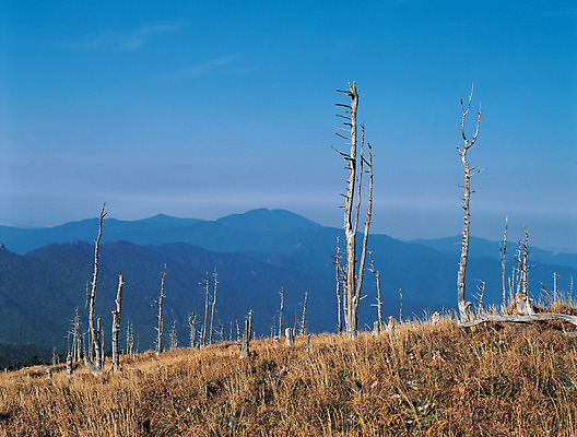 포토 JPG 주간 나무 식물 컬러 자연 하늘 산 한국 풍경 사람없음 야외 관광지 정상 숲 전라북도 전라도 남원 지리산 국내포토 자연요소 아시아 여행 생태계 산청 파일형식