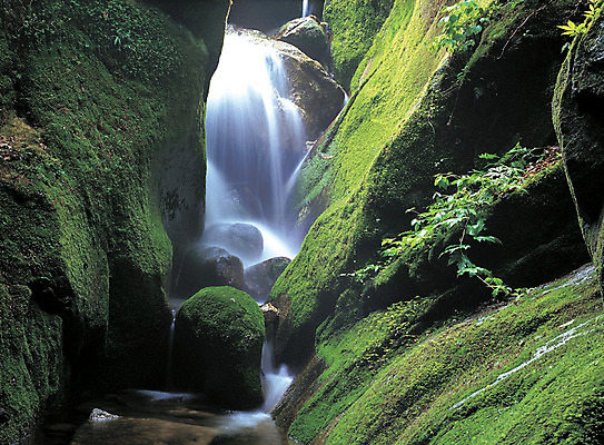 포토 주간 식물 컬러 자연 한국 이끼 풍경 사람없음 야외 초록색 물 계곡 흐름 돌_바위 바위 경상북도 경상도 김천 청암사 국내포토 자연요소 아시아 컨셉 생태계 파일형식