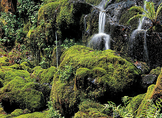 포토 JPG 주간 식물 컬러 자연 이끼 풍경 사람없음 야외 초록색 물 폭포 돌_바위 바위 떨어짐 국내포토 자연요소 컨셉 생태계 파일형식