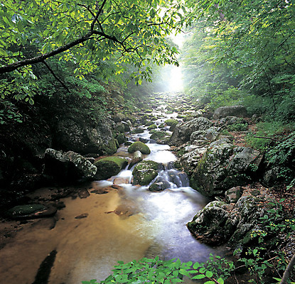포토 JPG 주간 나무 식물 컬러 자연 산 풍경 사람없음 야외 초록색 물 계곡 흐름 돌_바위 바위 숲속 산기슭 국내포토 자연요소 컨셉 숲 생태계 파일형식