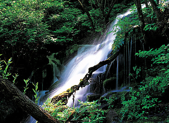 포토 JPG 주간 나무 식물 컬러 자연 산 이끼 풍경 사람없음 야외 초록색 물 폭포 흐름 숲속 숲 산기슭 국내포토 자연요소 컨셉 생태계 파일형식