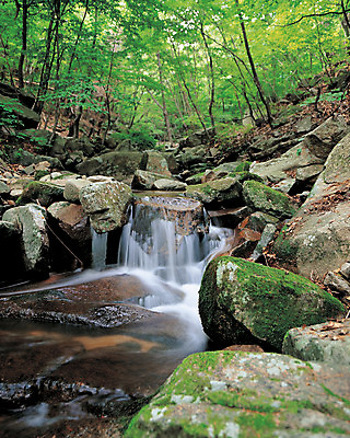 포토 JPG 주간 나무 식물 컬러 자연 산 한국 이끼 풍경 사람없음 야외 초록색 물 계곡 흐름 돌_바위 바위 산기슭 대구 팔공산 대구시 국내포토 자연요소 아시아 컨셉 어류 생태계 대구_한국 파일형식