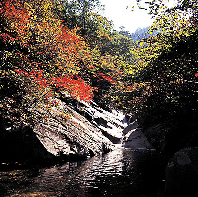 포토 JPG 주간 나무 식물 계절 컬러 단풍 자연 단풍나무 산 한국 국립공원 풍경 사람없음 야외 물 골짜기 계곡 흐름 가을 돌_바위 바위 강원도 설악산 인제군 국내포토 자연요소 공원 아시아 컨셉 잎 생태계 인제 파일형식