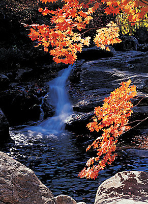 포토 JPG 주간 계절 컬러 단풍 자연 단풍나무 산 그림자 풍경 사람없음 야외 물 골짜기 계곡 흐름 가을 돌_바위 바위 숲속 산기슭 국내포토 자연요소 나무 컨셉 잎 숲 생태계 파일형식