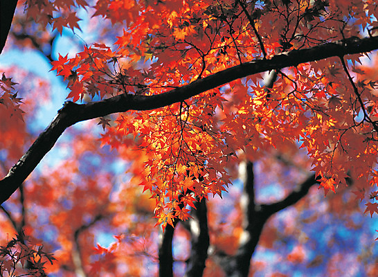 포토 JPG 주간 계절 컬러 단풍 자연 단풍나무 풍경 사람없음 야외 아웃포커스 주황색 가을 국내포토 자연요소 나무 잎 촬영기법 생태계 파일형식
