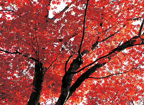 포토 JPG 주간 계절 컬러 단풍 자연 단풍나무 풍경 사람없음 야외 아웃포커스 가을 국내포토 자연요소 나무 잎 촬영기법 생태계 파일형식