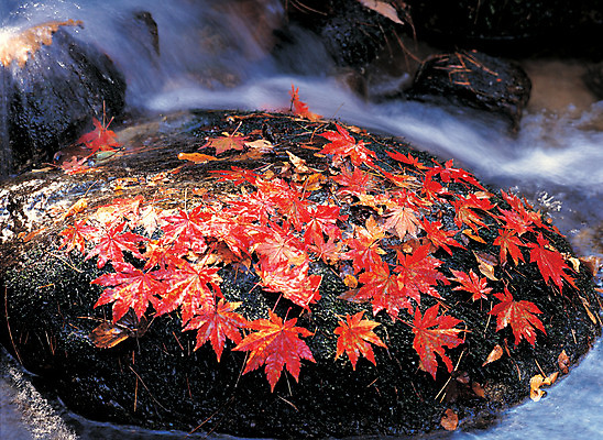 포토 JPG 주간 계절 컬러 단풍 자연 풍경 사람없음 야외 아웃포커스 물 골짜기 계곡 흐름 가을 돌_바위 바위 국내포토 자연요소 컨셉 잎 촬영기법 생태계 파일형식