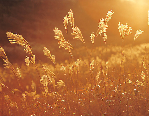 포토 JPG 주간 식물 계절 컬러 자연 산 풍경 근접촬영 초원 사람없음 야외 갈색 가을 풀 억새 국내포토 자연요소 뷰포인트 생태계 파일형식