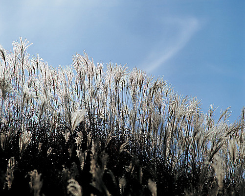 포토 JPG 주간 식물 계절 컬러 자연 하늘 풍경 초원 사람없음 야외 가을 풀 언덕 억새 국내포토 자연요소 생태계 파일형식