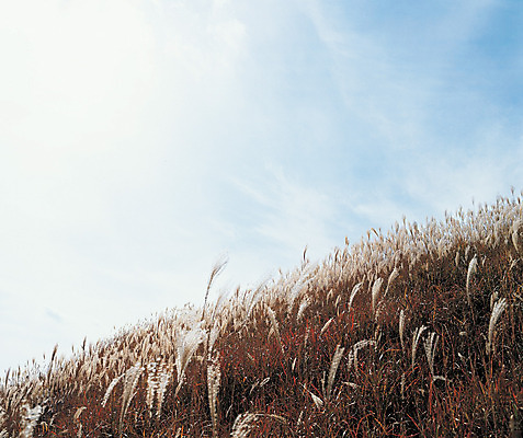 포토 JPG 주간 식물 계절 컬러 자연 하늘 풍경 초원 사람없음 야외 가을 풀 언덕 억새 국내포토 자연요소 생태계 파일형식