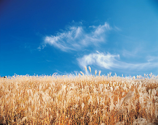 포토 JPG 주간 식물 구름 계절 컬러 자연 하늘 풍경 초원 사람없음 야외 맑음 가을 풀 억새 국내포토 자연요소 날씨 생태계 파일형식