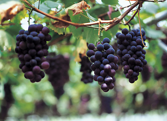 포토 JPG 주간 나무 식물 열매 음식 로우앵글 컬러 여러송이 다수 과일 포도 매달리기 근접촬영 사람없음 야외 아웃포커스 초록색 농작물 과수원 알맹이 포도나무 송이 국내포토 자연요소 뷰포인트 농업 모션 촬영기법 과일나무 파일형식