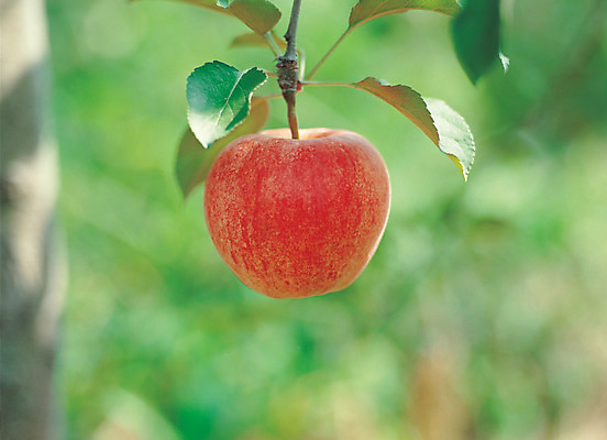 포토 JPG 주간 나무 식물 열매 음식 컬러 과일 매달리기 근접촬영 사람없음 야외 아웃포커스 빨간색 초록색 농작물 한개 사과 과수원 과일나무 사과나무 국내포토 자연요소 1 뷰포인트 농업 모션 촬영기법 파일형식