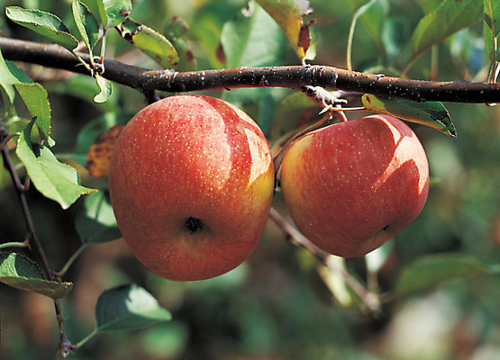 포토 JPG 주간 나무 식물 열매 음식 컬러 과일 매달리기 근접촬영 사람없음 야외 아웃포커스 빨간색 초록색 농작물 두개 사과 과수원 과일나무 사과나무 국내포토 자연요소 뷰포인트 2 농업 모션 촬영기법 파일형식