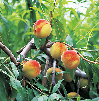 포토 JPG 주간 나무 식물 열매 음식 로우앵글 컬러 다수 과일 매달리기 사람없음 야외 아웃포커스 빨간색 초록색 농작물 여러개 과수원 복숭아 국내포토 자연요소 뷰포인트 농업 모션 촬영기법 파일형식