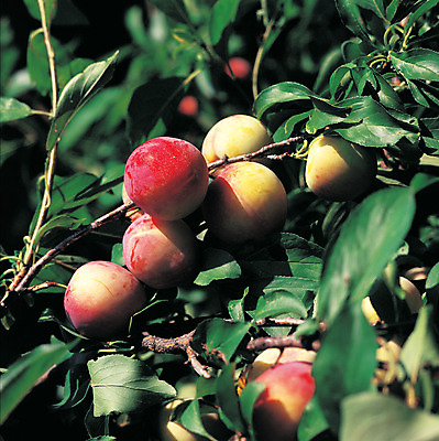 포토 JPG 주간 나무 식물 열매 음식 로우앵글 컬러 다수 잎 과일 매달리기 사람없음 야외 아웃포커스 빨간색 초록색 농작물 여러개 과수원 과일나무 자두 자두나무 국내포토 자연요소 뷰포인트 농업 모션 촬영기법 파일형식