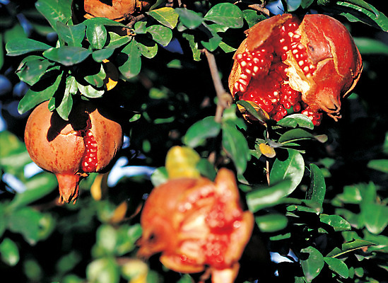 포토 JPG 주간 나무 식물 열매 음식 로우앵글 컬러 과일 매달리기 사람없음 야외 아웃포커스 빨간색 초록색 농작물 여러개 과수원 알맹이 석류 석류나무 벌어짐 국내포토 자연요소 뷰포인트 다수 농업 모션 촬영기법 파일형식