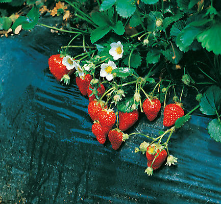 포토 JPG 주간 식물 열매 꽃 음식 컬러 다수 밭 과일 딸기 사람없음 야외 아웃포커스 빨간색 초록색 농작물 하이앵글 여러개 딸기밭 제철과일 국내포토 자연요소 뷰포인트 농업 촬영기법 제철 파일형식