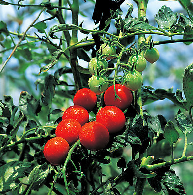 포토 JPG 주간 나무 식물 열매 음식 줄기 컬러 다수 채소 과일 방울토마토 매달리기 근접촬영 사람없음 야외 아웃포커스 농작물 여러개 신선 꼭지 국내포토 자연요소 뷰포인트 농업 토마토 모션 촬영기법 파일형식