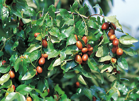 포토 JPG 주간 식물 열매 컬러 다수 과일 매달리기 사람없음 야외 아웃포커스 초록색 농작물 갈색 여러개 대추 대추나무 국내포토 자연요소 나무 농업 모션 촬영기법 파일형식