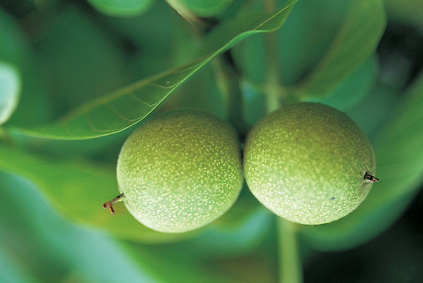 포토 JPG 스튜디오촬영 나무 식물 열매 음식 컬러 다수 백그라운드 과일 실내 사람없음 아웃포커스 초록색 농작물 두개 신선 금귤 국내포토 2 농업 귤 촬영기법 내부 파일형식