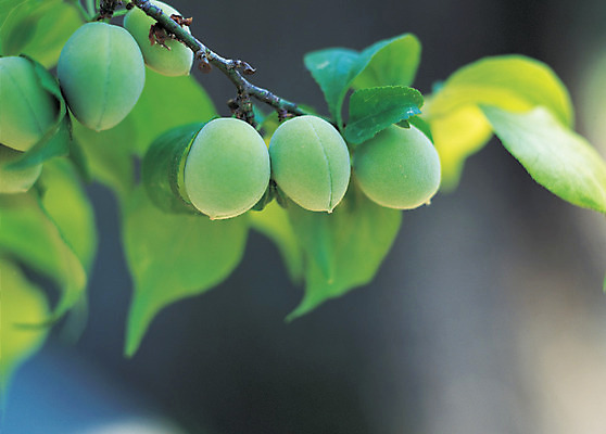 포토 JPG 주간 나무 식물 열매 음식 컬러 과일 매달리기 근접촬영 사람없음 야외 아웃포커스 초록색 농작물 여러개 과수원 매화나무 매실 매실나무 국내포토 자연요소 뷰포인트 다수 농업 모션 촬영기법 파일형식